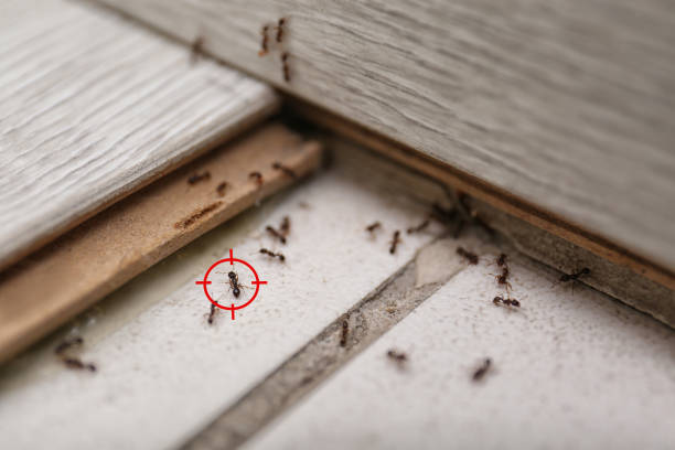 Best Bed Bug Extermination  in Grape Creek, TX
