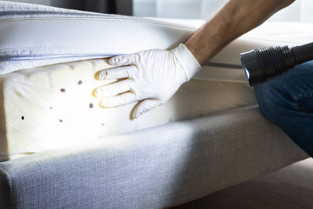 Wasp Removal Services in Grape Creek, TX