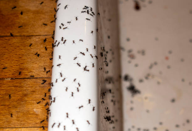 Best Wasp Removal Services  in Grape Creek, TX