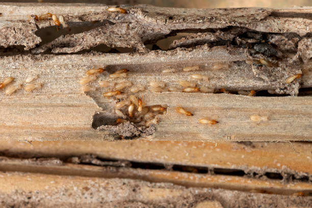 Best Exterminator Services  in Grape Creek, TX