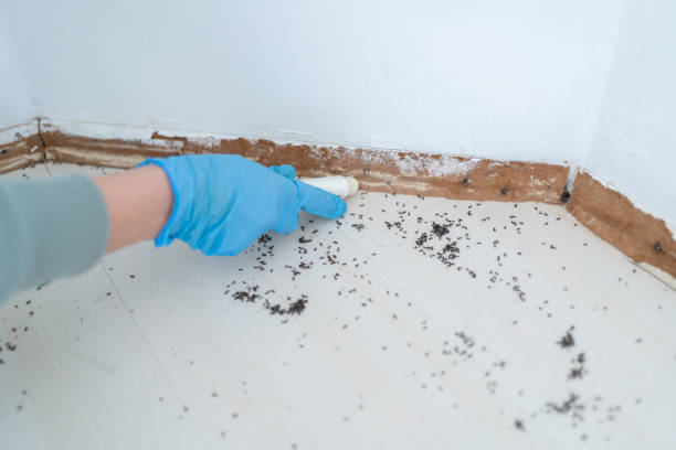Pest Prevention Services in Grape Creek, TX